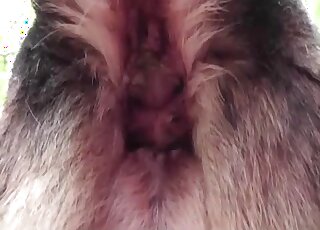 مجموعة أفلام إباحية عن قرب للكلاب في الهواء الطلق وتتميز بممارسة الجنس اليدوي الساخن