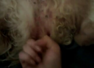 فيديو إباحي لحيوانات أليفة من منظور شخص غريب مع كلبه المثير