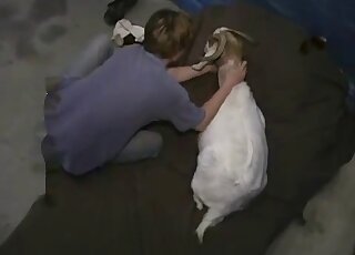 مهبل الماعز يتم لعقه وإصبعه بواسطة رجل وقح من محبي الحيوانات