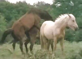 فيديو مذهل لإغواء الخيول في الهواء الطلق مع فرس بيضاء عاهرة