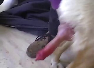 استمناء يدوي لكلب مثير تم تسليط الضوء عليه في فيلم قريب مع حركة حديقة الحيوان