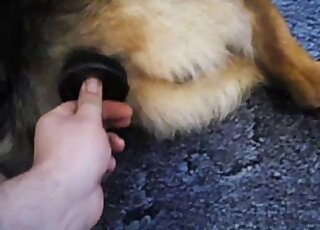 رجل يستخدم لعبة لجعل كلبه المثير أكثر إثارة في حديقة الحيوان من وجهة نظر الشخص