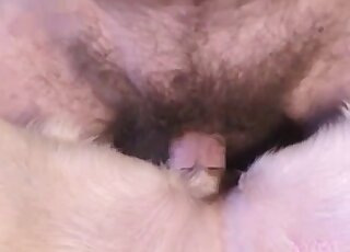 مشهد جنس كلب تبشيري مع رجل مشعر يمارس الجنس بشكل جيد