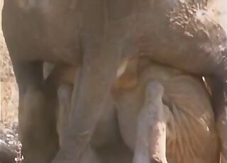 حيوانات تمارس الجنس في مشهد إباحي للحيوانات فقط مع فجوة في الفم