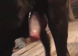 كلب مثير من المزرعة يستمتع بممارسة الجنس اليدوي المثلي في فيديو حديقة حيوانات محظور