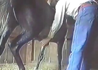 حصان ضخم يستمتع به مزارع منحرف في فيديو إباحي لحديقة حيوانات