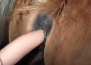 Dude fisting mare pussy in the dark on a farm and using toys
