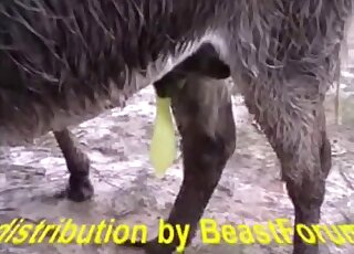 Animal fuck movie with huge horse cock sliding in that tight hole