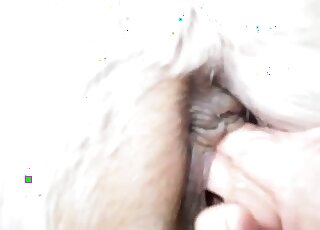 رجل يدخل قبضته في المهبل الرطب لفرس بيضاء مثيرة