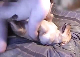 رجل ممتلئ الجسم يظهر بطنه الكبيرة أثناء ممارسة الجنس مع حيوان في وضعية التبشير