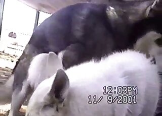 كلب يُدخل قضيبه في فتحة حيوان ضيقة في مقطع فيديو خارجي