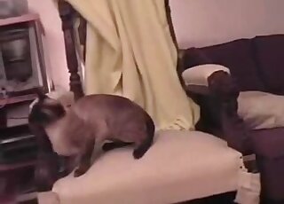 فيديو جنسي لا يصدق يظهر قطتين يمارسان الجنس بشغف