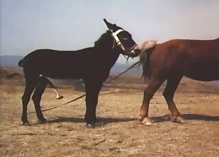 فرس بنية على وشك أن تُمارس الجنس في فيلم إباحي عاطفي
