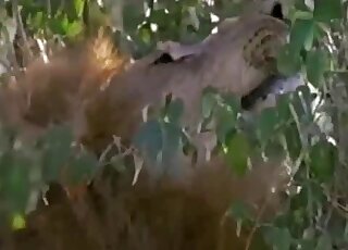 يزأر الأسد ويُظهر مناطقه السفلية المثيرة في فيلم وثائقي عن الطبيعة