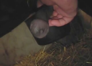 Closeup porn movie focusing on a big zoophilic ass fucked by ahorse