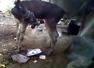 فيلم إباحي منفرد لحمار مع حيوان شهواني يستعرض بشكل كبير