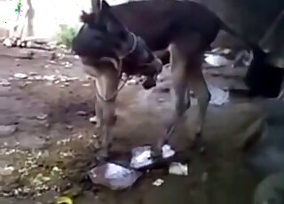 Solo donkey porn movie with a horny animal showing off big time