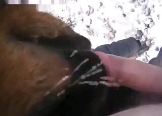 وحش بني يلعق كل ذلك القضيب البشري في مشهد حيواني