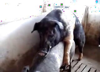 تجربة جنسية ساخنة مع خنزير حقيقي مهيمن من المزرعة