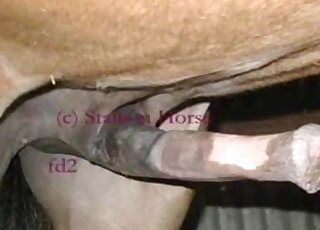 Awesome zoophile voyeur video showcasing the biggest horse cocks