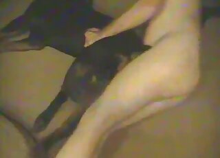 كلب أسود ذو فتحة مهبل ضيقة يمارس الجنس مع حيوان محب للحيوانات معلق