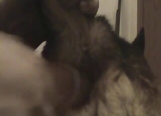 لا يستطيع الرجل التوقف عن ممارسة الجنس مع مهبل الكلب باستخدام لعبته المفضلة