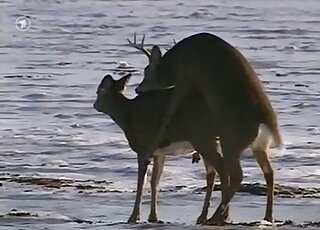 Scenic scene in which a deer fucks an animal by the water beautifully