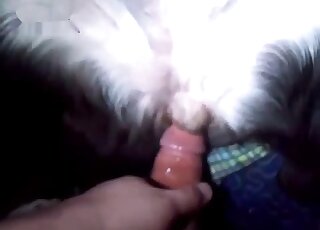POV porn movie with a guy that fucks an animal from behind in FPV
