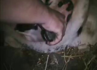 لعبة ديلدو اللامعة الخاصة بالرجل ستسبب بعض الضرر في مهبل هذا الحيوان