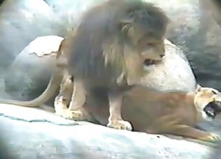 فيلم أسد يمارس الجنس مع الوحوش التي تستمتع ببعضها البعض في الأسر