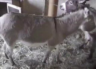 Horse cock grows and shrinks in a voyeuristic bestiality porn movie