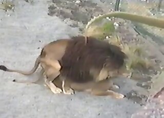 مشهد XXX رائع يظهر أسدًا يمارس الجنس مع تلك المهبل من الخلف