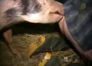 Pale zoophile in green footwear getting fucked by a farm animal
