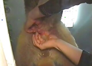 حيوان بني يتلقى يدًا رائعة في فيلم إباحي ساخن هنا