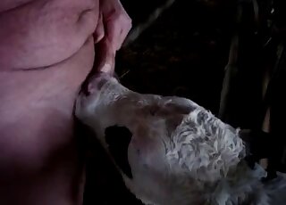 Fat and hairy dude gets his balls licked by a very kinky cow